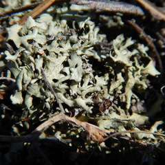 Xanthoparmelia chlorochroa