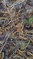 Tetrao urogallus