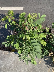 Robinia pseudoacacia