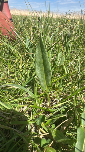 common bistort