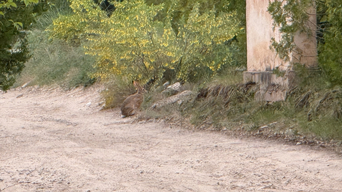Tolai Hare