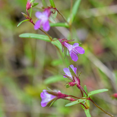 Collinsia sparsiflora