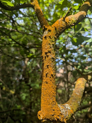 Trentepohlia abietina observed 2026-05-22