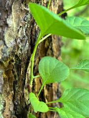 Celastrus flagellaris, photograph (c) Tatyana Petrenko, some rights reserved (CC BY)