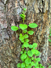 Celastrus flagellaris