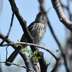 Anairetes flavirostris