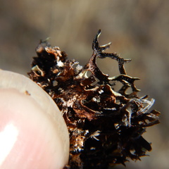 Xanthoparmelia chlorochroa