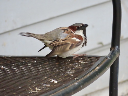 House Sparrow