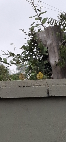 Saffron Finch