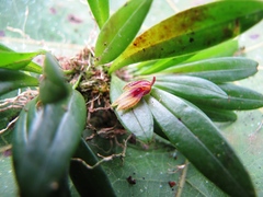 Specklinia brighamii
