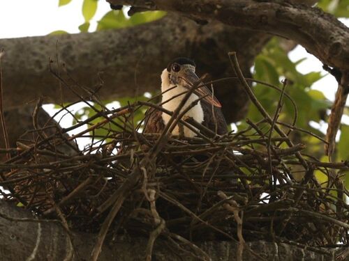 iNaturalist image