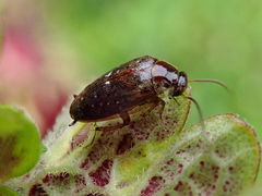 Plectoptera