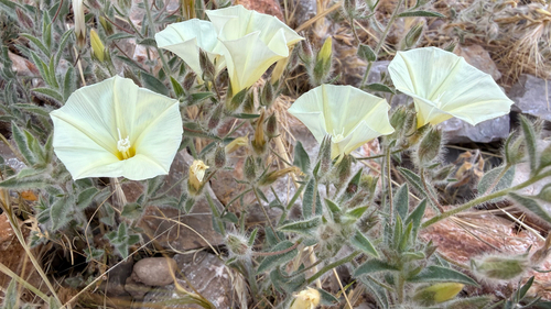 Convolvulus supinus melliflorus