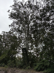 Corymbia maculata, photograph (c) Bryce Watts-Parker, some rights reserved (CC BY)
