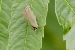 Calycopis cecrops