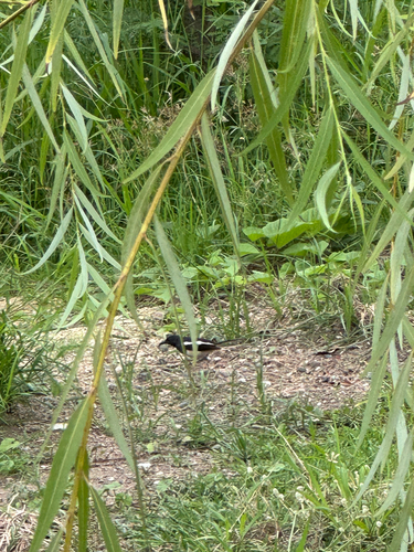 Oriental Magpie-Robin