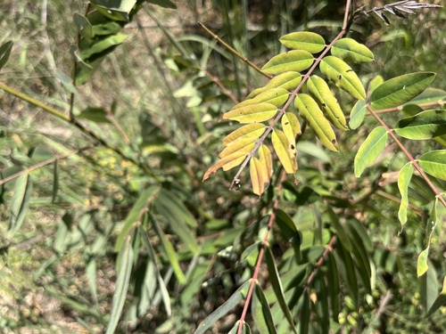 Foto de Jucá