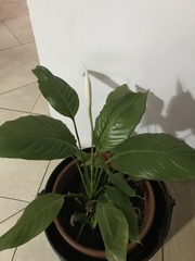 Spathiphyllum wallisii