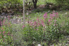 Penstemon triflorus