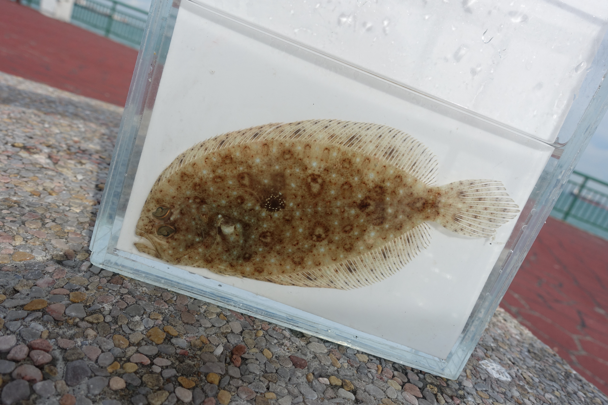 Javan Flounder photo 6