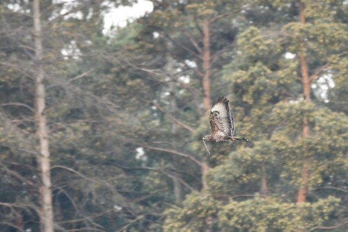 Common Buzzard