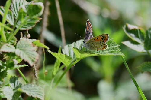 Sooty Copper