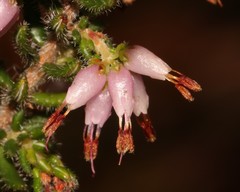Erica interrupta