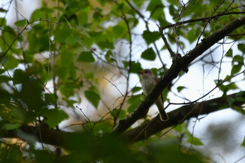 Spotted Flycatcher