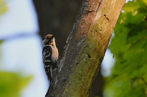 Lesser Spotted Woodpecker