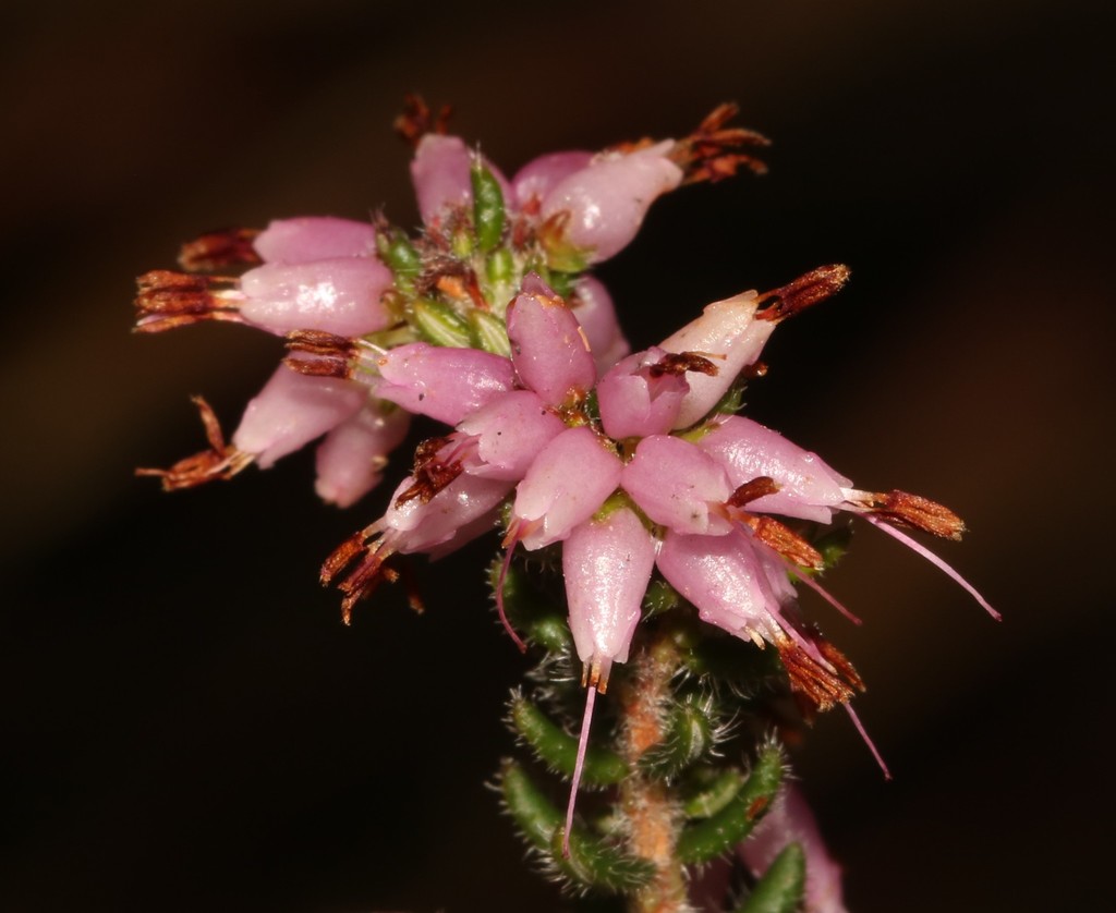 Bristlyanther Heath