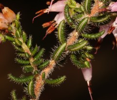 Erica interrupta