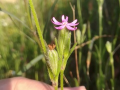 Silene micropetala