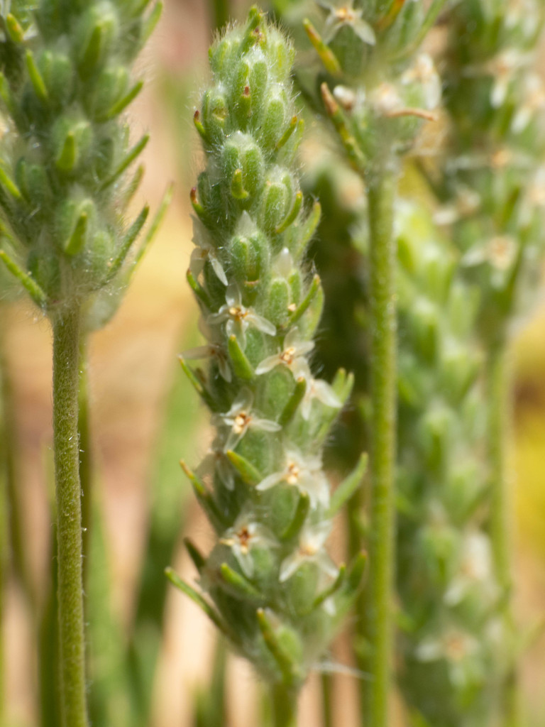 Woolly Plantain from Tonto National Forest, Arizona, USA on April 09 ...