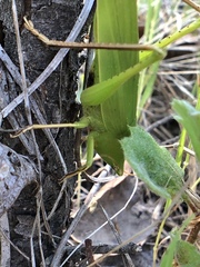 Neoconocephalus robustus