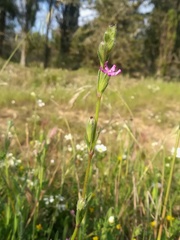 Silene micropetala