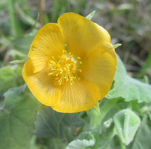 Abutilon grandiflorum, 2026-05-20