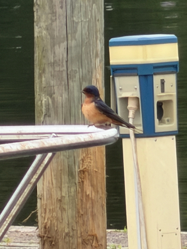 Barn Swallow