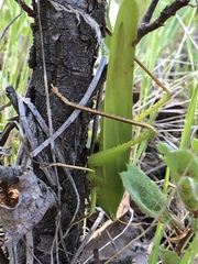 Neoconocephalus robustus