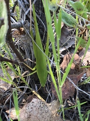 Neoconocephalus robustus