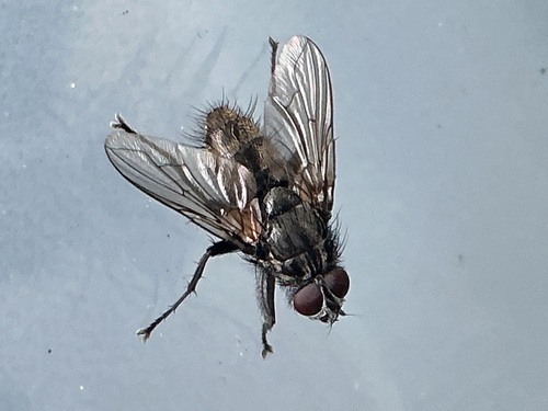 Five-striped Woodlouse-fly