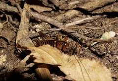 Hemiandrus pallitarsis