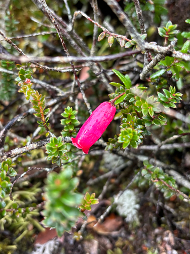 Prionotes cerinthoides observed 2026-05-20