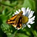 Yellow-banded Dart - Photo (c) Rosemary Kidd, some rights reserved (CC BY-NC), uploaded by Rosemary Kidd