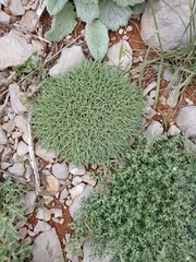 Acantholimon libanoticum, photograph (c) yelena_antipova, some rights reserved (CC BY)