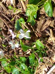Viola alba