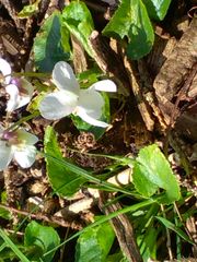 Viola alba