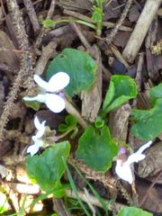 Viola alba