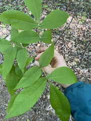 Carya carolinae-septentrionalis