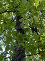 Carya carolinae-septentrionalis