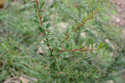 Australian Blackthorn